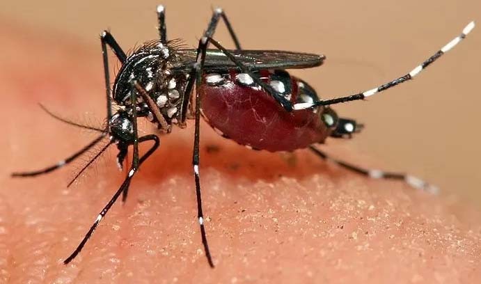 Jak skutecznie zwalczać komary?